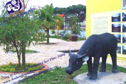 CON TRÂU VIỆT NAM-TN21