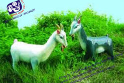 DÊ ĐEN DÊ TRẮNG-TN33