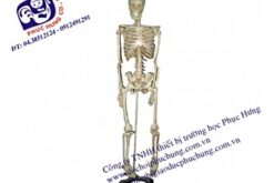 MÔ HÌNH BỘ XƯƠNG NGƯỜI-NDS008