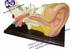 MÔ HÌNH CẤU TẠO TAI NGƯỜI-NDS012