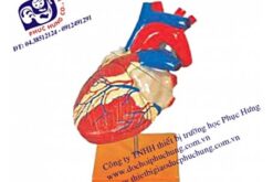 MÔ HÌNH CẤU TẠO TIM-NDS009