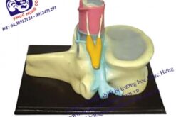 MÔ HÌNH CẤU TẠO TỦY SỐNG-NDS011