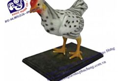 MÔ HÌNH CON GÀ-NDCN009