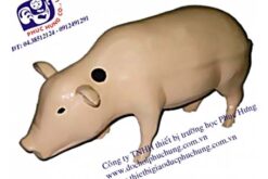 MÔ HÌNH CON LỢN-NDCN010